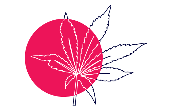 Illustration of Cannabis
