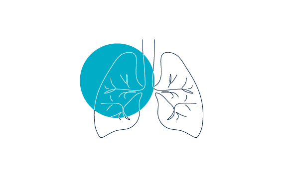Illustration of Lungs
